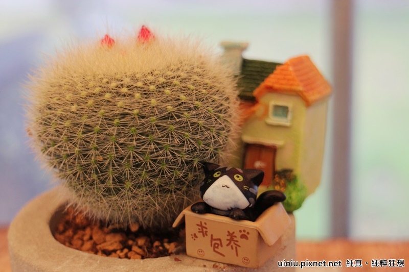 160312 桃園永安 大腳ㄚ農莊037.JPG 160312 桃園永安 大腳ㄚ農莊037.JPG