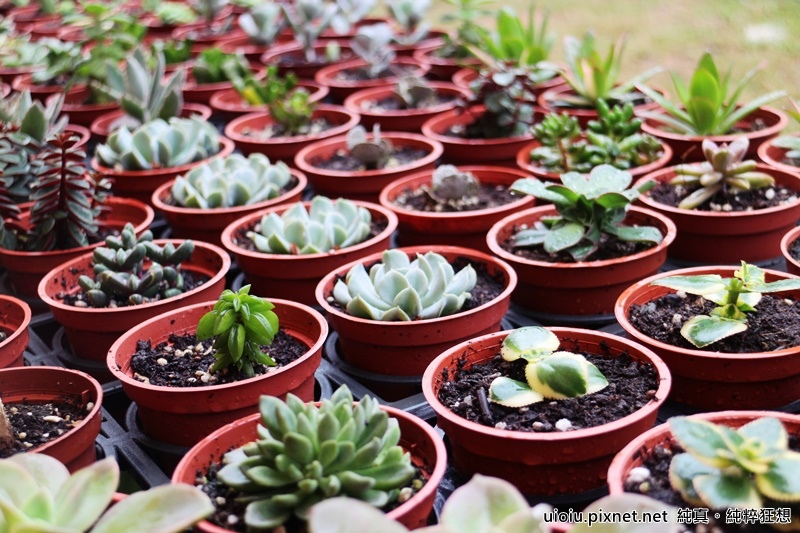 160312 桃園永安 大腳ㄚ農莊038.JPG 160312 桃園永安 大腳ㄚ農莊038.JPG