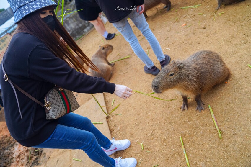 【桃園大溪｜住宿】桃園大溪笠復威斯汀度假酒店。戶外泳池放鬆度假去，超多親子設施，泳池happy hour好high
