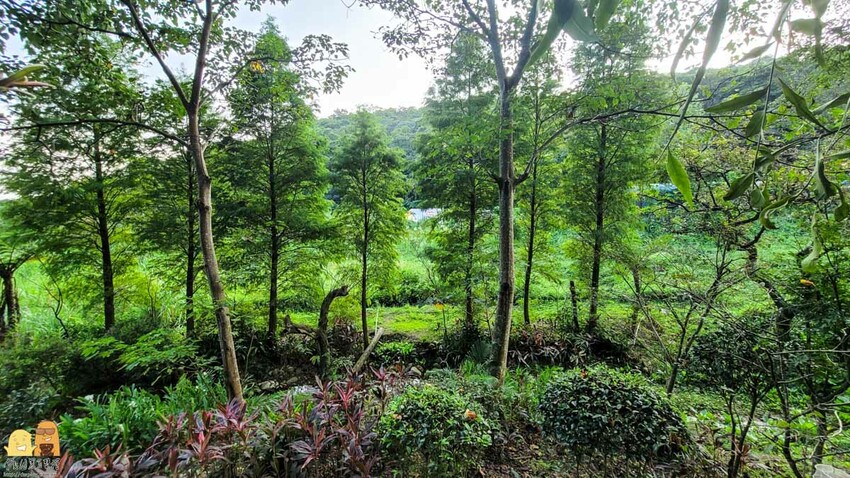 桃園龜山綠庭緣網美森林系咖啡廳，和煦陽光灑落遠方蟲鳴鳥叫，享受清幽休閒的下午茶，不用開到山區就能享受
