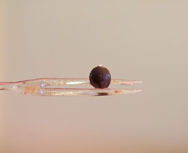 哈肯舖：❤️美食❤️【新北。板橋】哈肯舖 X 52Hz , I love you/ 苦甜之戀/法國LV級巧克力/花心。玫瑰檸檬