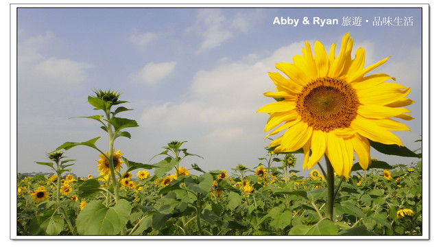 【桃園景點．大溪】水漾石門咖啡景觀餐廳/露營區～180度湖景新視野．這樣的夕陽美景也太美了吧！桃園一日遊/大溪一日遊/石門水庫景觀餐廳/寵物友善餐廳/親子餐廳〈附菜單/MENU〉