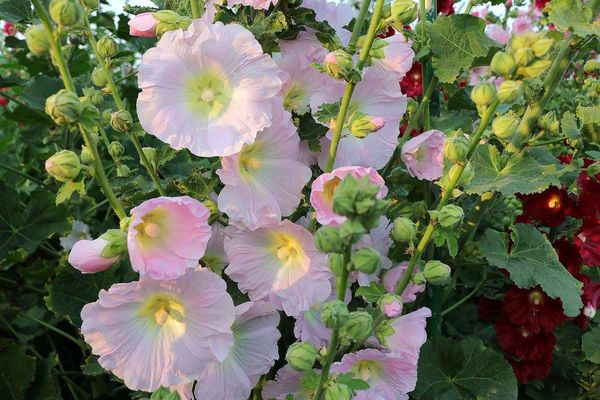 2017田中蜀葵花海藝術節:【彰化景點】田中窯創藝園區。季節限定的約會景點~蜀葵花季/落羽松秘境/無字天書/大玩吹泡泡/蜀葵花海浪漫迷宮/玻璃屋景觀餐廳/貓咪彩繪/親子旅遊及DIY體驗