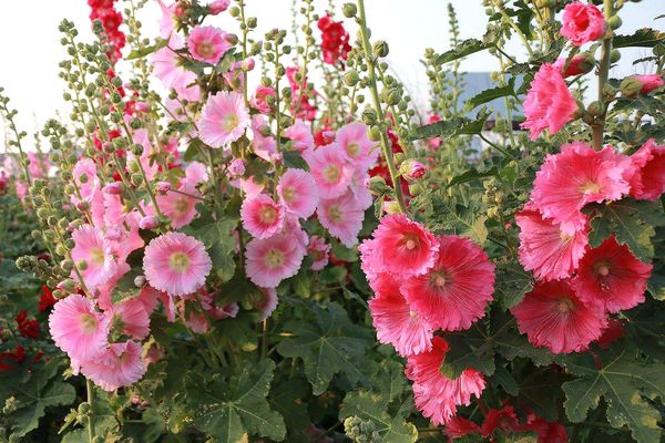2017田中蜀葵花海藝術節:【彰化景點】田中窯創藝園區。季節限定的約會景點~蜀葵花季/落羽松秘境/無字天書/大玩吹泡泡/蜀葵花海浪漫迷宮/玻璃屋景觀餐廳/貓咪彩繪/親子旅遊及DIY體驗