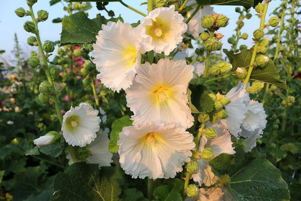 2017田中蜀葵花海藝術節:【彰化景點】田中窯創藝園區。季節限定的約會景點~蜀葵花季/落羽松秘境/無字天書/大玩吹泡泡/蜀葵花海浪漫迷宮/玻璃屋景觀餐廳/貓咪彩繪/親子旅遊及DIY體驗