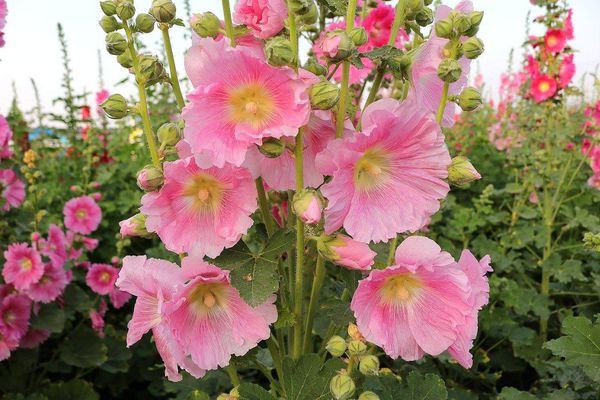 2017田中蜀葵花海藝術節:【彰化景點】田中窯創藝園區。季節限定的約會景點~蜀葵花季/落羽松秘境/無字天書/大玩吹泡泡/蜀葵花海浪漫迷宮/玻璃屋景觀餐廳/貓咪彩繪/親子旅遊及DIY體驗