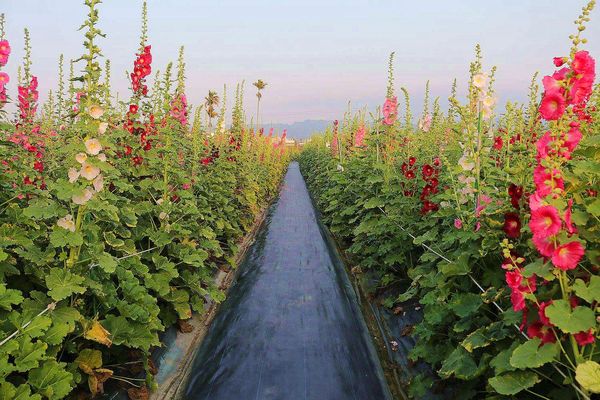 2017田中蜀葵花海藝術節:【彰化景點】田中窯創藝園區。季節限定的約會景點~蜀葵花季/落羽松秘境/無字天書/大玩吹泡泡/蜀葵花海浪漫迷宮/玻璃屋景觀餐廳/貓咪彩繪/親子旅遊及DIY體驗