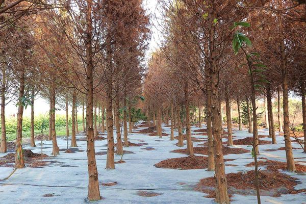 2017田中蜀葵花海藝術節:【彰化景點】田中窯創藝園區。季節限定的約會景點~蜀葵花季/落羽松秘境/無字天書/大玩吹泡泡/蜀葵花海浪漫迷宮/玻璃屋景觀餐廳/貓咪彩繪/親子旅遊及DIY體驗