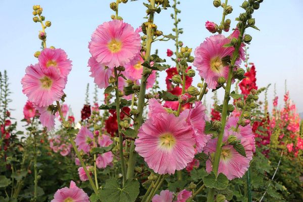 2017田中蜀葵花海藝術節:【彰化景點】田中窯創藝園區。季節限定的約會景點~蜀葵花季/落羽松秘境/無字天書/大玩吹泡泡/蜀葵花海浪漫迷宮/玻璃屋景觀餐廳/貓咪彩繪/親子旅遊及DIY體驗