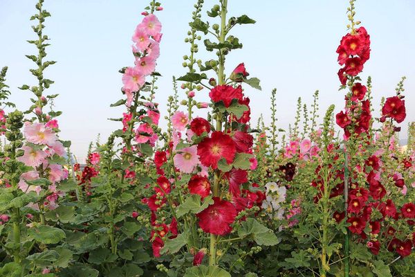 2017田中蜀葵花海藝術節:【彰化景點】田中窯創藝園區。季節限定的約會景點~蜀葵花季/落羽松秘境/無字天書/大玩吹泡泡/蜀葵花海浪漫迷宮/玻璃屋景觀餐廳/貓咪彩繪/親子旅遊及DIY體驗