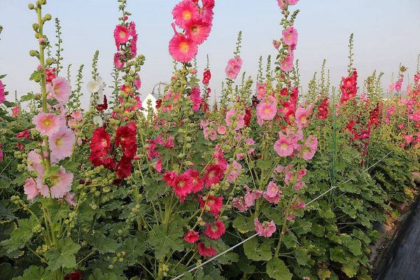 2017田中蜀葵花海藝術節:【彰化景點】田中窯創藝園區。季節限定的約會景點~蜀葵花季/落羽松秘境/無字天書/大玩吹泡泡/蜀葵花海浪漫迷宮/玻璃屋景觀餐廳/貓咪彩繪/親子旅遊及DIY體驗