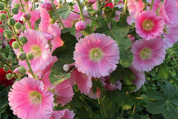 2017田中蜀葵花海藝術節:【彰化景點】田中窯創藝園區。季節限定的約會景點~蜀葵花季/落羽松秘境/無字天書/大玩吹泡泡/蜀葵花海浪漫迷宮/玻璃屋景觀餐廳/貓咪彩繪/親子旅遊及DIY體驗