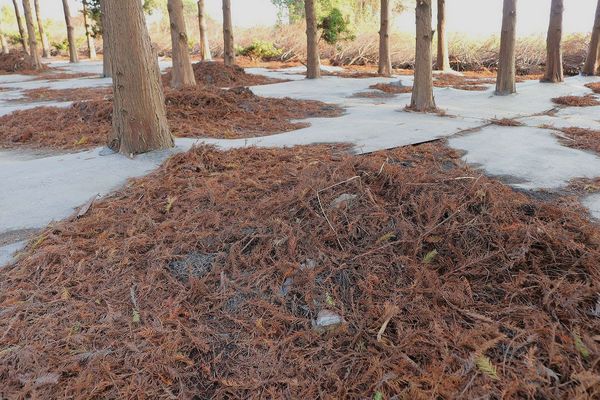 2017田中蜀葵花海藝術節:【彰化景點】田中窯創藝園區。季節限定的約會景點~蜀葵花季/落羽松秘境/無字天書/大玩吹泡泡/蜀葵花海浪漫迷宮/玻璃屋景觀餐廳/貓咪彩繪/親子旅遊及DIY體驗