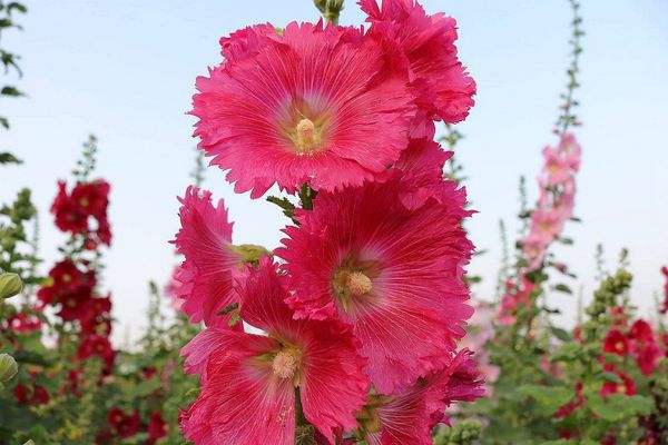 2017田中蜀葵花海藝術節:【彰化景點】田中窯創藝園區。季節限定的約會景點~蜀葵花季/落羽松秘境/無字天書/大玩吹泡泡/蜀葵花海浪漫迷宮/玻璃屋景觀餐廳/貓咪彩繪/親子旅遊及DIY體驗