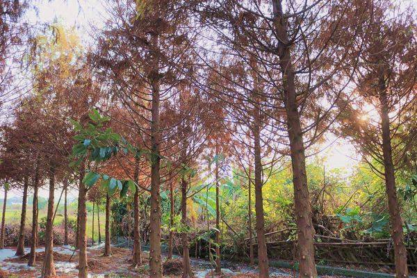 2017田中蜀葵花海藝術節:【彰化景點】田中窯創藝園區。季節限定的約會景點~蜀葵花季/落羽松秘境/無字天書/大玩吹泡泡/蜀葵花海浪漫迷宮/玻璃屋景觀餐廳/貓咪彩繪/親子旅遊及DIY體驗