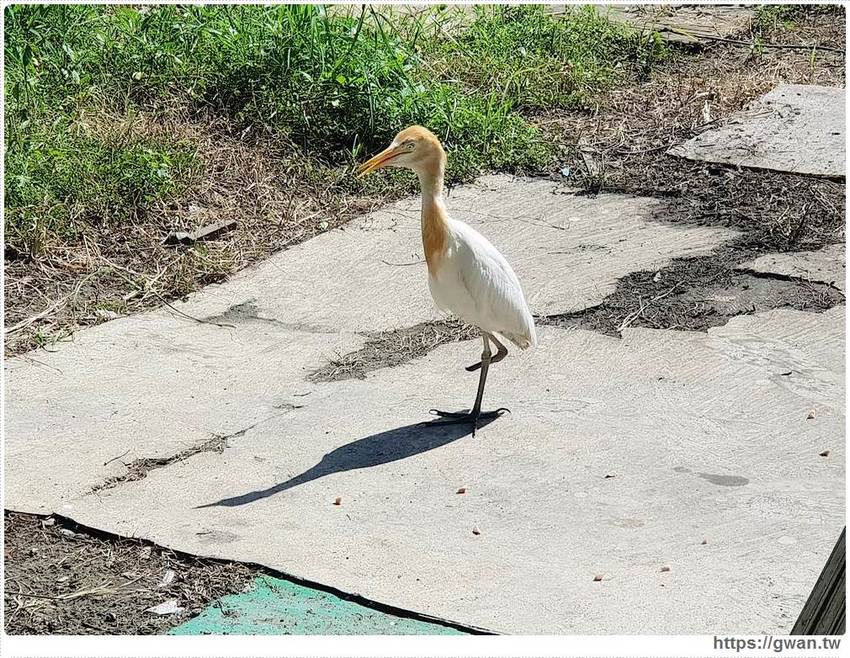 沒有地址~安平大樹旁發財車，限量烤雞腿沒預訂吃不到