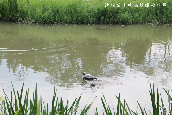 溪北生態休閒公園:新北板橋特色公園『溪北生態休閒公園』Q版章魚造型磨石子共融性滑梯遊戲場/盪鞦韆/沙坑