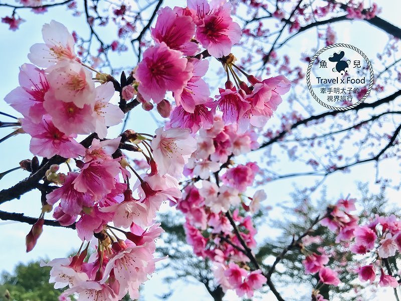 祈福兼賞櫻，壽山巖觀音寺櫻花開（2/14花況） @魚兒 x 牽手明太子的「視」界旅行