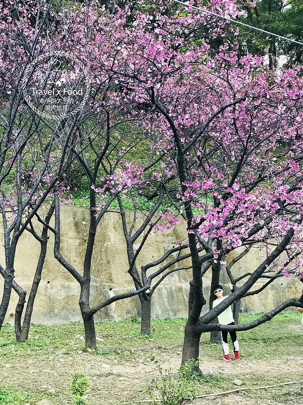 祈福兼賞櫻，壽山巖觀音寺櫻花開（2/14花況） @魚兒 x 牽手明太子的「視」界旅行