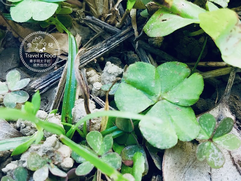 祈福兼賞櫻，壽山巖觀音寺櫻花開（2/14花況） @魚兒 x 牽手明太子的「視」界旅行