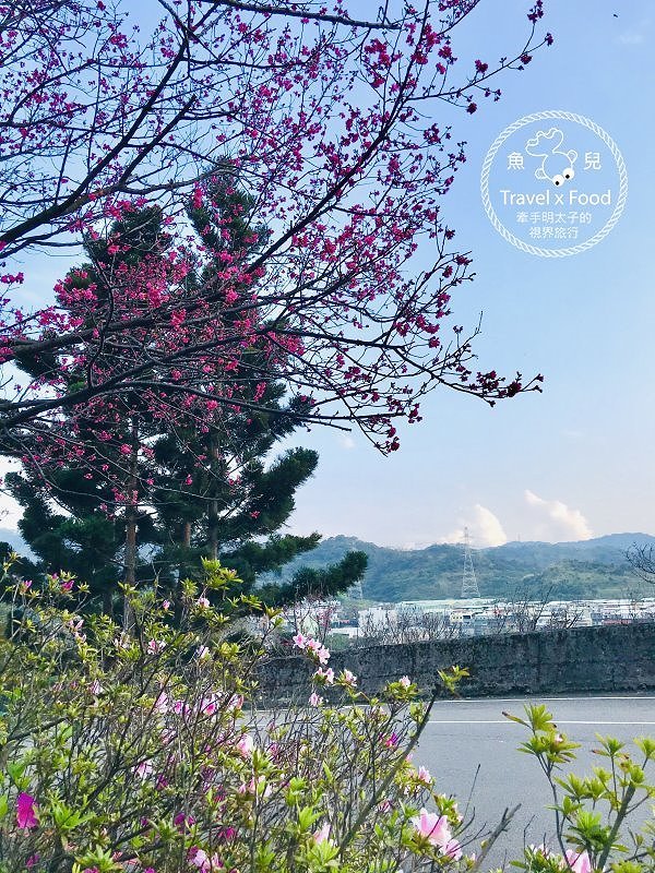 祈福兼賞櫻，壽山巖觀音寺櫻花開（2/14花況） @魚兒 x 牽手明太子的「視」界旅行