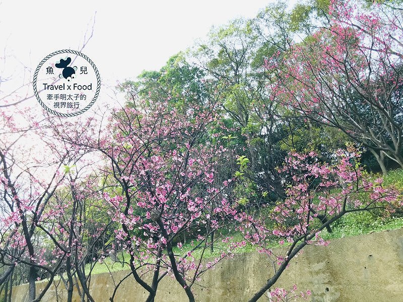 祈福兼賞櫻，壽山巖觀音寺櫻花開（2/14花況） @魚兒 x 牽手明太子的「視」界旅行