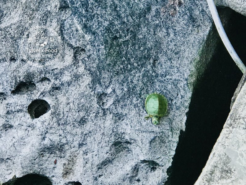 祈福兼賞櫻，壽山巖觀音寺櫻花開（2/14花況） @魚兒 x 牽手明太子的「視」界旅行