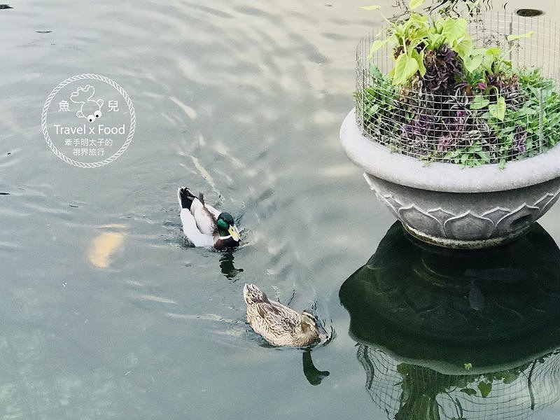 祈福兼賞櫻，壽山巖觀音寺櫻花開（2/14花況） @魚兒 x 牽手明太子的「視」界旅行