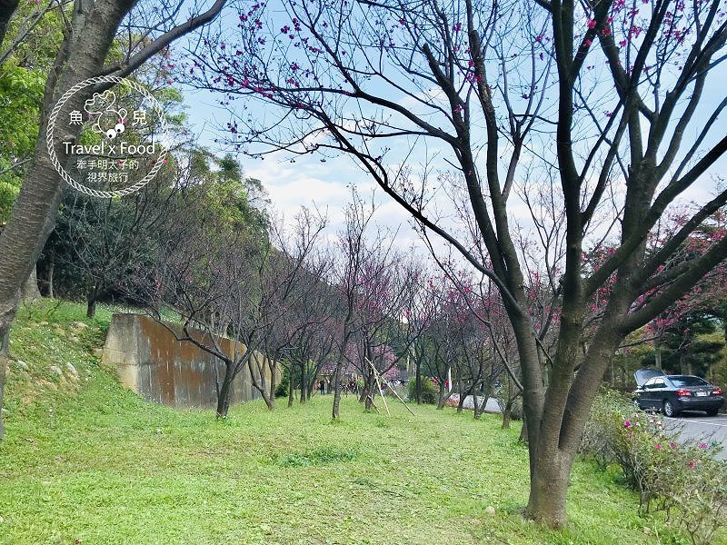 祈福兼賞櫻，壽山巖觀音寺櫻花開（2/14花況） @魚兒 x 牽手明太子的「視」界旅行