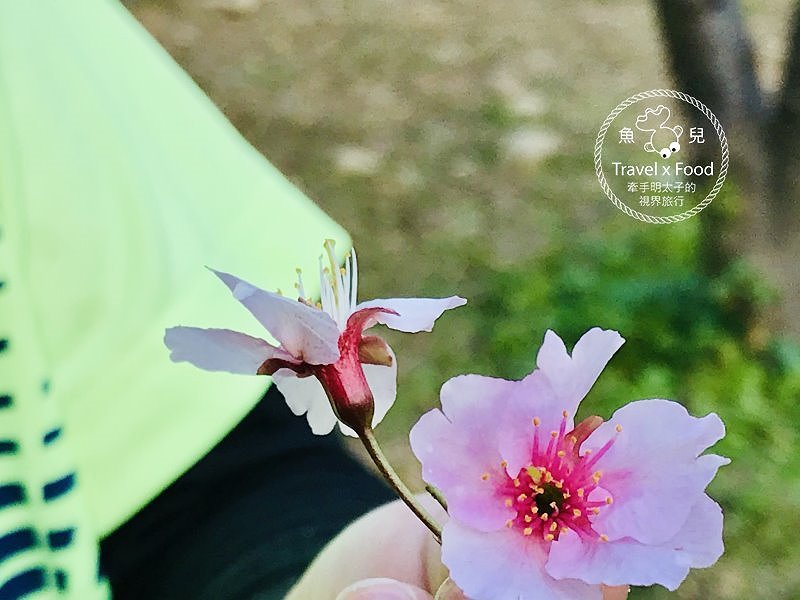 祈福兼賞櫻，壽山巖觀音寺櫻花開（2/14花況） @魚兒 x 牽手明太子的「視」界旅行