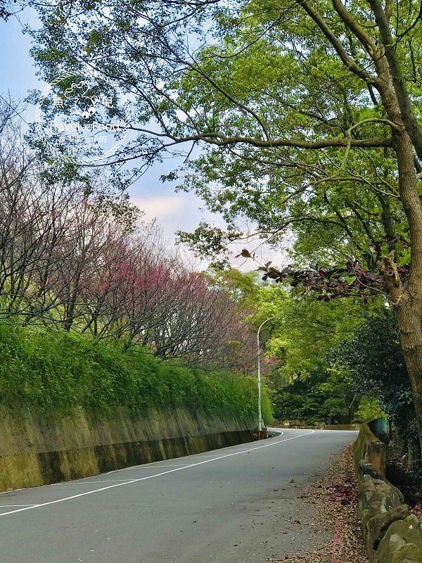 祈福兼賞櫻，壽山巖觀音寺櫻花開（2/14花況） @魚兒 x 牽手明太子的「視」界旅行