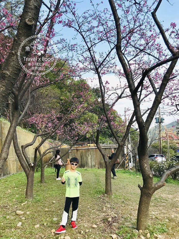 祈福兼賞櫻，壽山巖觀音寺櫻花開（2/14花況） @魚兒 x 牽手明太子的「視」界旅行