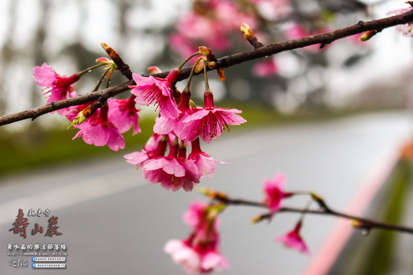 壽山巖觀音寺|桃園市/龜山區(風兒媚、花正俏，速來壽山賞花嬌；乾隆賜、觀音威，護國祐民真慈悲。)