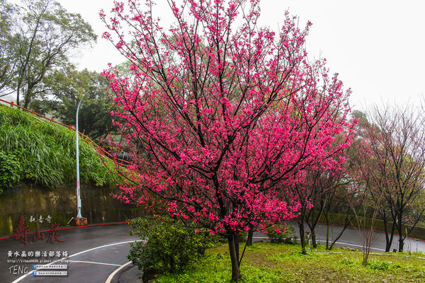 壽山巖觀音寺|桃園市/龜山區(風兒媚、花正俏，速來壽山賞花嬌；乾隆賜、觀音威，護國祐民真慈悲。)