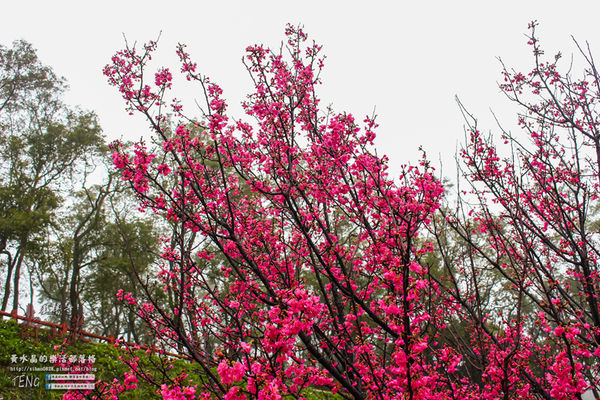 壽山巖觀音寺|桃園市/龜山區(風兒媚、花正俏，速來壽山賞花嬌；乾隆賜、觀音威，護國祐民真慈悲。)