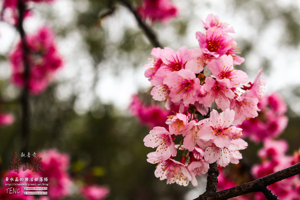 壽山巖觀音寺|桃園市/龜山區(風兒媚、花正俏，速來壽山賞花嬌；乾隆賜、觀音威，護國祐民真慈悲。)