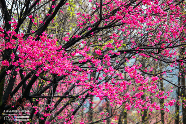 壽山巖觀音寺|桃園市/龜山區(風兒媚、花正俏，速來壽山賞花嬌；乾隆賜、觀音威，護國祐民真慈悲。)