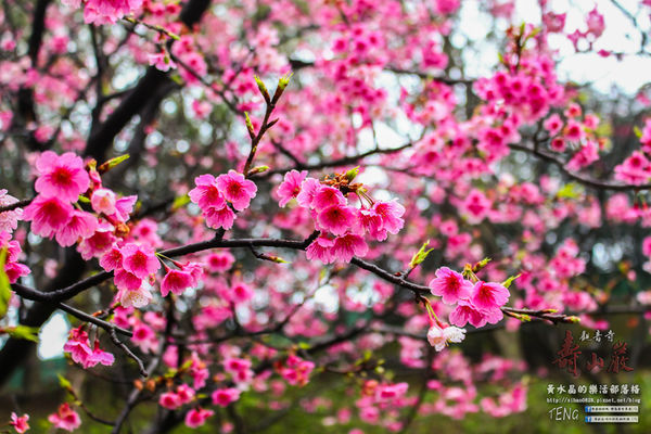 壽山巖觀音寺|桃園市/龜山區(風兒媚、花正俏，速來壽山賞花嬌；乾隆賜、觀音威，護國祐民真慈悲。)