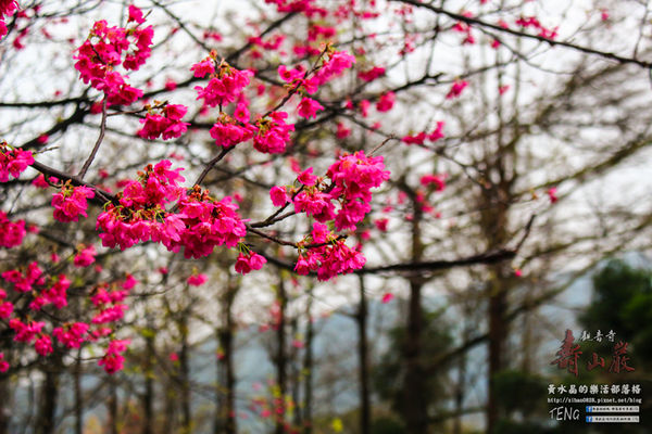 壽山巖觀音寺|桃園市/龜山區(風兒媚、花正俏，速來壽山賞花嬌；乾隆賜、觀音威，護國祐民真慈悲。)