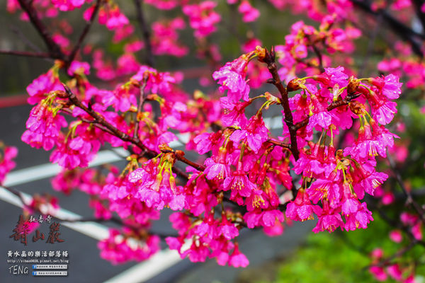 壽山巖觀音寺|桃園市/龜山區(風兒媚、花正俏，速來壽山賞花嬌；乾隆賜、觀音威，護國祐民真慈悲。)