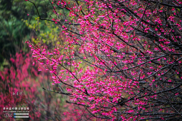 壽山巖觀音寺|桃園市/龜山區(風兒媚、花正俏，速來壽山賞花嬌；乾隆賜、觀音威，護國祐民真慈悲。)