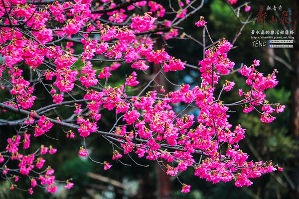 壽山巖觀音寺|桃園市/龜山區(風兒媚、花正俏，速來壽山賞花嬌；乾隆賜、觀音威，護國祐民真慈悲。)