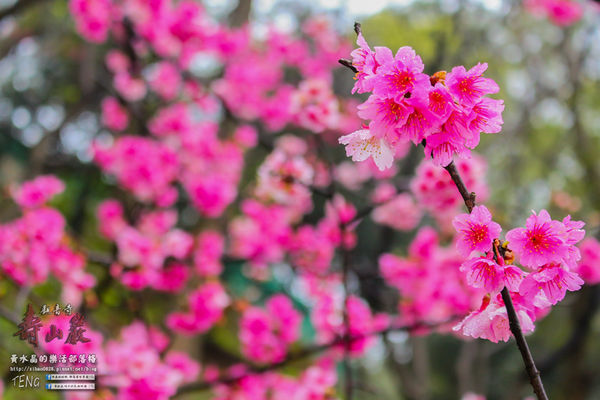 壽山巖觀音寺|桃園市/龜山區(風兒媚、花正俏，速來壽山賞花嬌；乾隆賜、觀音威，護國祐民真慈悲。)