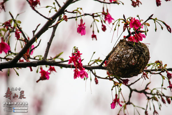 壽山巖觀音寺|桃園市/龜山區(風兒媚、花正俏，速來壽山賞花嬌；乾隆賜、觀音威，護國祐民真慈悲。)