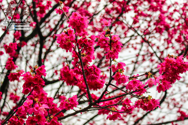 壽山巖觀音寺|桃園市/龜山區(風兒媚、花正俏，速來壽山賞花嬌；乾隆賜、觀音威，護國祐民真慈悲。)