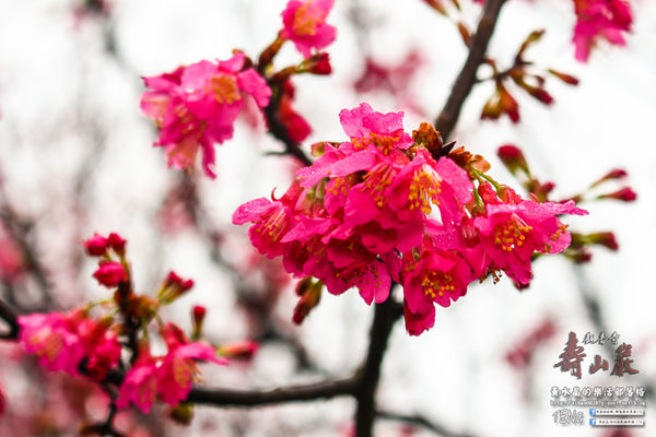 壽山巖觀音寺|桃園市/龜山區(風兒媚、花正俏，速來壽山賞花嬌；乾隆賜、觀音威，護國祐民真慈悲。)