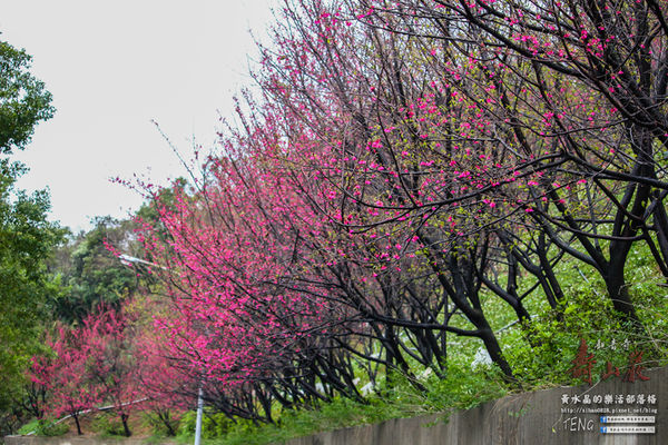 壽山巖觀音寺|桃園市/龜山區(風兒媚、花正俏，速來壽山賞花嬌；乾隆賜、觀音威，護國祐民真慈悲。)