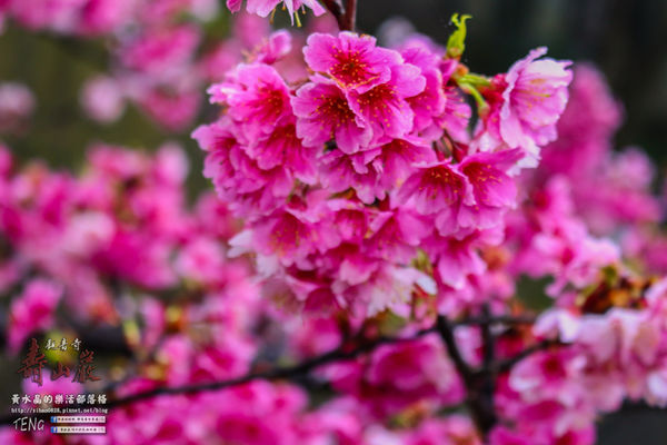 壽山巖觀音寺|桃園市/龜山區(風兒媚、花正俏，速來壽山賞花嬌；乾隆賜、觀音威，護國祐民真慈悲。)
