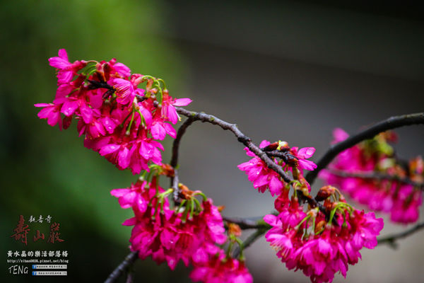 壽山巖觀音寺|桃園市/龜山區(風兒媚、花正俏，速來壽山賞花嬌；乾隆賜、觀音威，護國祐民真慈悲。)