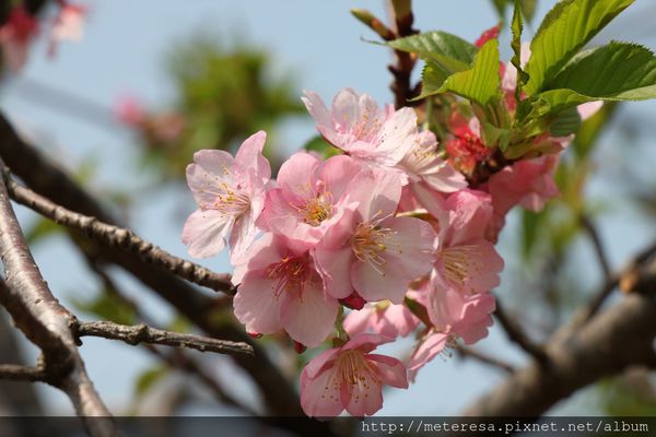 IMG_9250.JPG IMG_9250.JPG